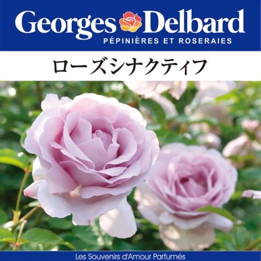 送料無料 ローズシナクティフ長尺7号 大苗 鉢植え バラ 薔薇