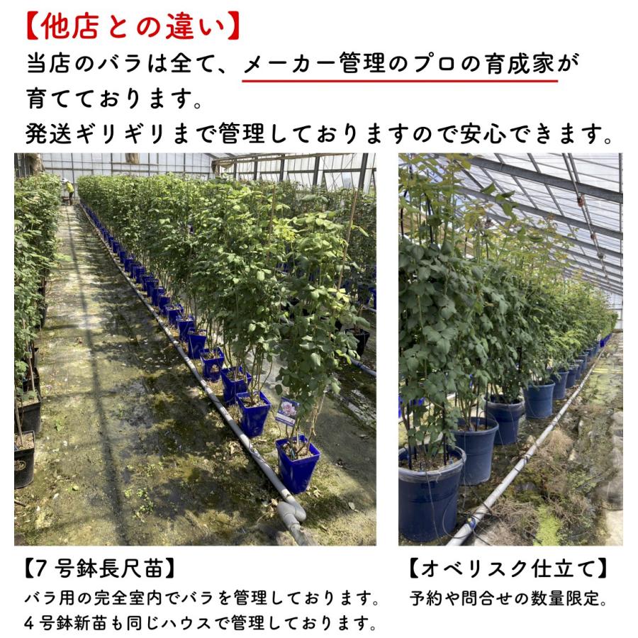 送料無料 ローズシナクティフ長尺7号 大苗 鉢植え バラ 薔薇