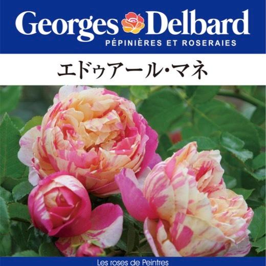 送料無料 エドゥアール マネ長尺7号 大苗 鉢植え バラ 薔薇 デルバール 
