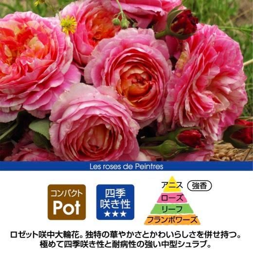 送料無料 クロード モネ6号鉢 春開花株 鉢植え バラ 薔薇 デルバール