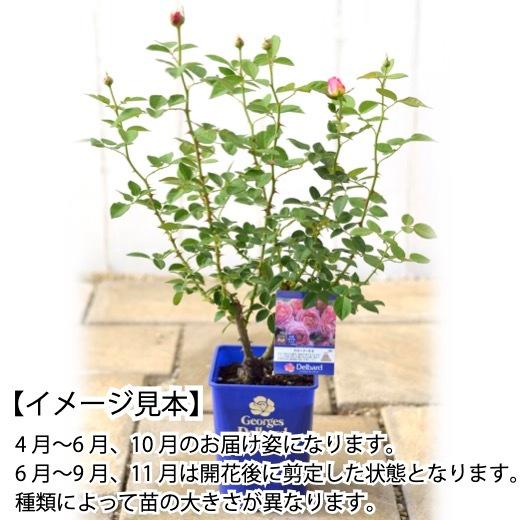 送料無料 クロード モネ6号鉢 秋開花株 鉢植え バラ 薔薇 デルバール