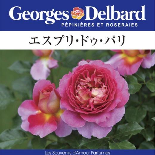 送料無料 エスプリ ドゥ パリ 新苗4号鉢 鉢植え バラ 薔薇 デルバール 