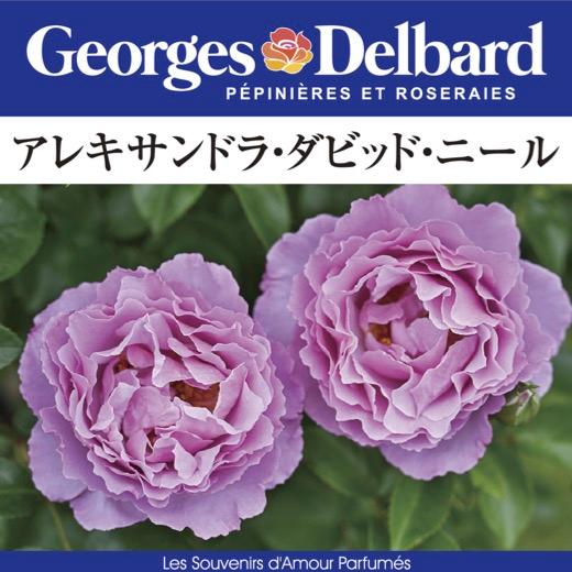 送料無料 アレキサンドラ ダビッド ニール8号鉢 春開花株 切り戻し
