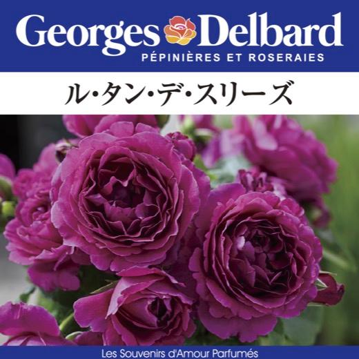 送料無料 ル タン デ スリーズ 新苗 4号鉢 鉢植え バラ 薔薇