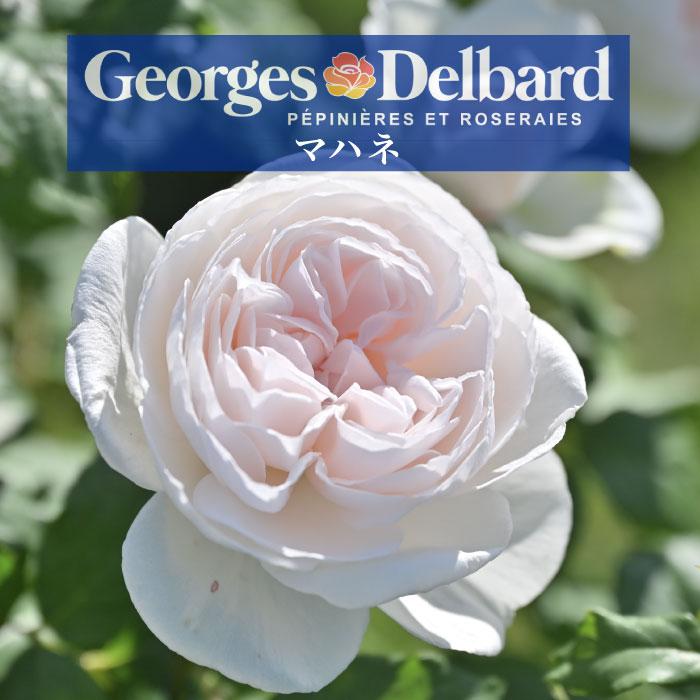 送料無料 マハネ 新苗4号鉢 鉢植え バラ 薔薇 デルバール フレンチ