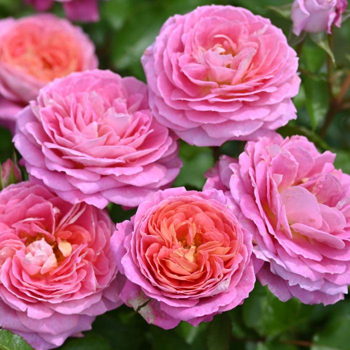 送料無料 フルレット6号鉢 秋開花株 鉢植え バラ 薔薇 デルバール 大苗