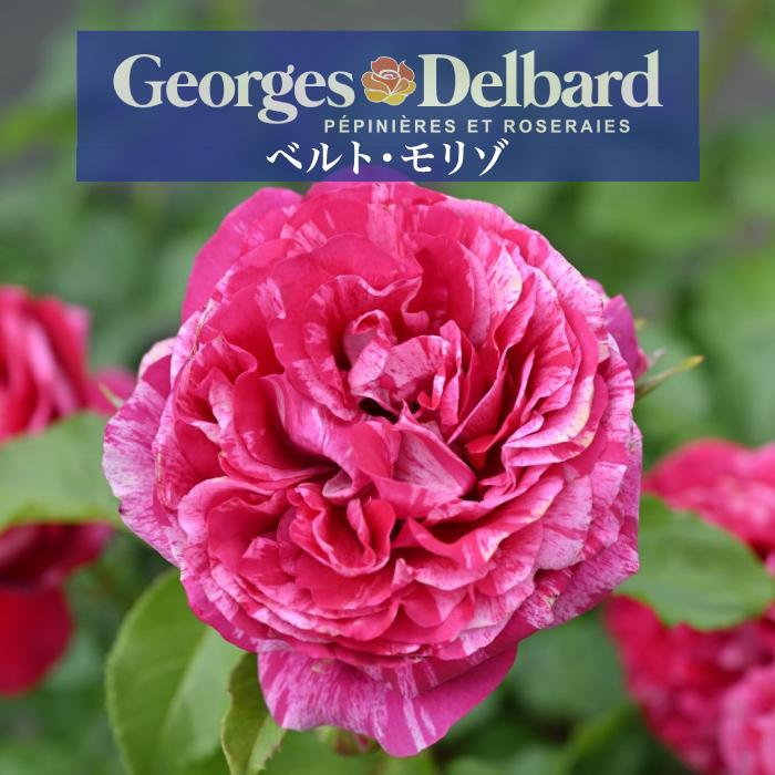 送料無料 ベルトモリゾ 新苗4号鉢 鉢植え バラ 薔薇 デルバール ベルト