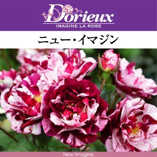 送料無料 ニュー イマジン長尺7号 大苗 鉢植え バラ 薔薇 ドリュ 大苗
