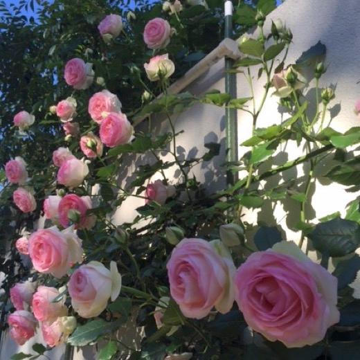 送料無料　ピエール ドゥ ロンサール8号盆栽仕様　　鉢植え バラ 薔薇 大苗 メイアン つるバラ ツルバラ 8寸｜sakuranbo-honpo｜05