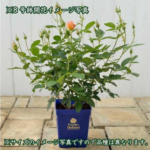 送料無料　ピエール ドゥ ロンサール8号盆栽仕様　　鉢植え バラ 薔薇 大苗 メイアン つるバラ ツルバラ 8寸｜sakuranbo-honpo｜04