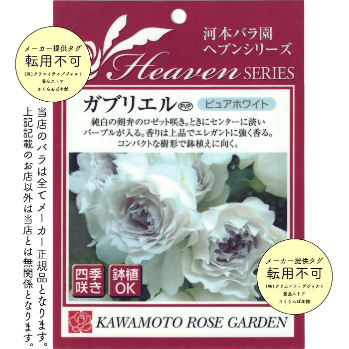 送料無料 ガブリエル6号鉢大苗予約 鉢植え バラ 薔薇 河本バラ園