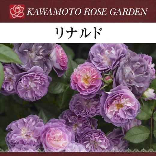 送料無料 リナルド6号鉢大苗予約 鉢植え バラ 薔薇 河本バラ園 大苗