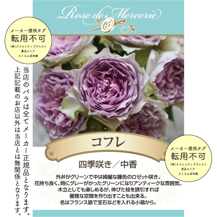 送料無料 コフレ6号鉢大苗予約 鉢植え バラ 薔薇 河本バラ園 大苗