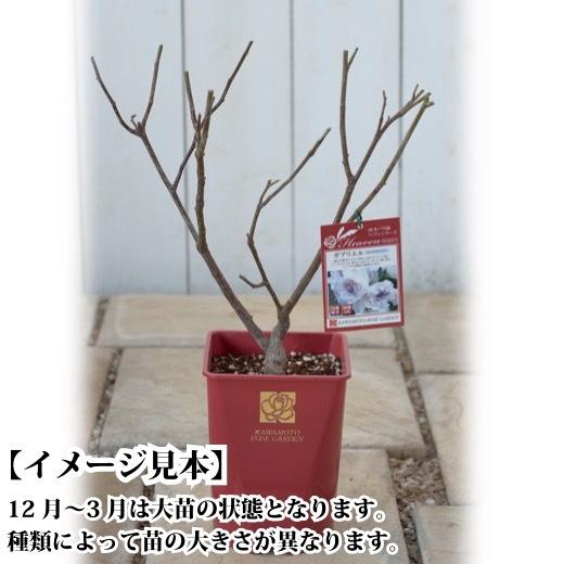 送料無料 ミエル ドゥ フォレ6号鉢大苗予約 鉢植え バラ 薔薇 河本バラ