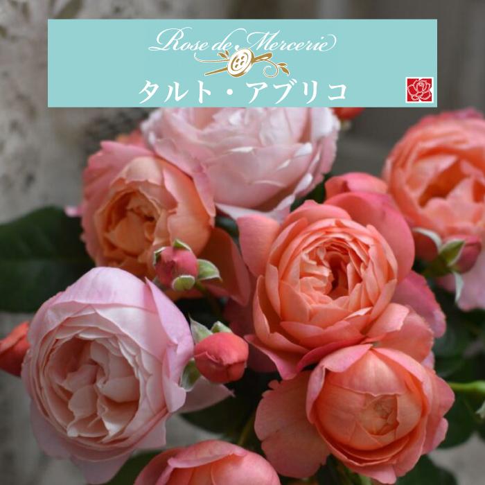 送料無料 タルトアブリコ6号鉢大苗予約 鉢植え バラ 薔薇 河本バラ園