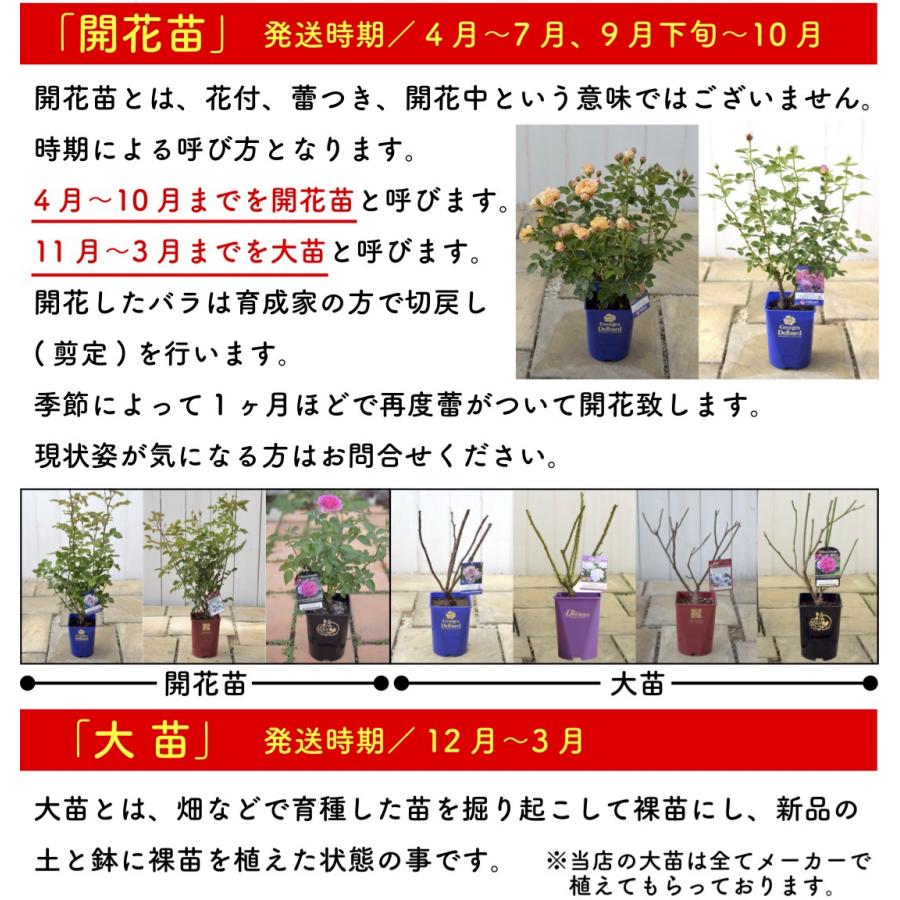 送料無料 タルトアブリコ6号鉢大苗予約 鉢植え バラ 薔薇 河本バラ園