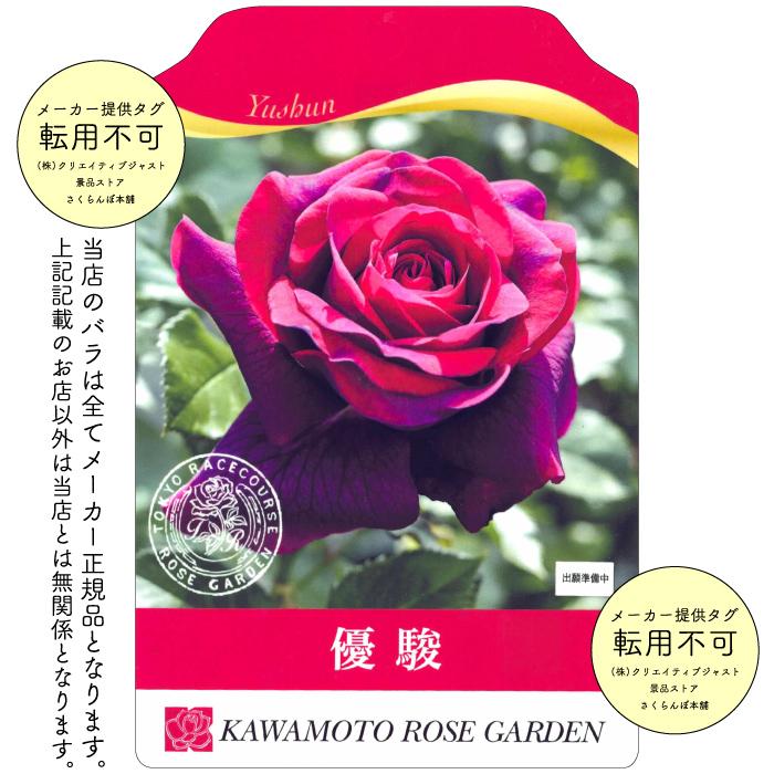 送料無料 優駿 6号鉢大苗予約 鉢植え バラ 薔薇 河本バラ園 大苗
