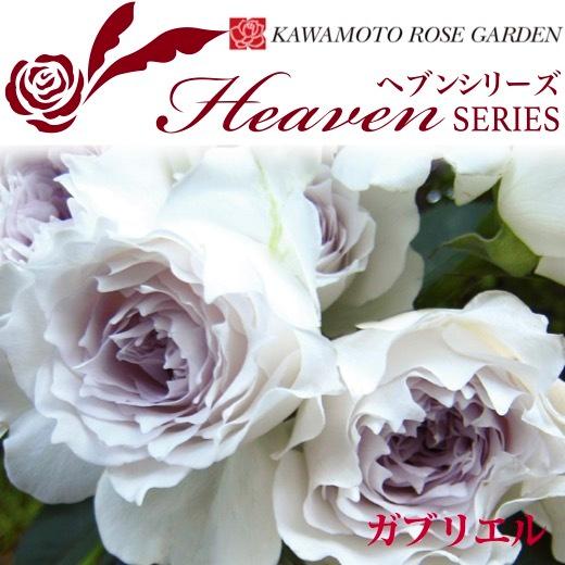 送料無料　ガブリエル　6号鉢　春開花株　　鉢植え バラ 薔薇 河本バラ園 ヘブンシリーズ 大苗 開花苗（Yahoo!・さくらんぼ本舗）