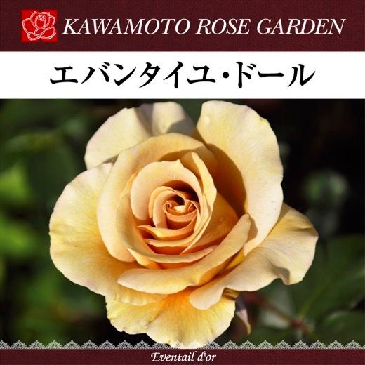 送料無料 エバンタイユ ドール 6号鉢 春開花株 鉢植え バラ 薔薇 河本