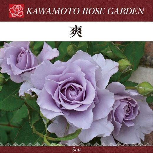 送料無料 爽 新苗4号鉢 鉢植え バラ 薔薇 河本バラ園 ローズ そう