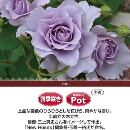送料無料 爽 6号鉢 春開花株 鉢植え バラ 薔薇 河本バラ園 大苗 開花苗