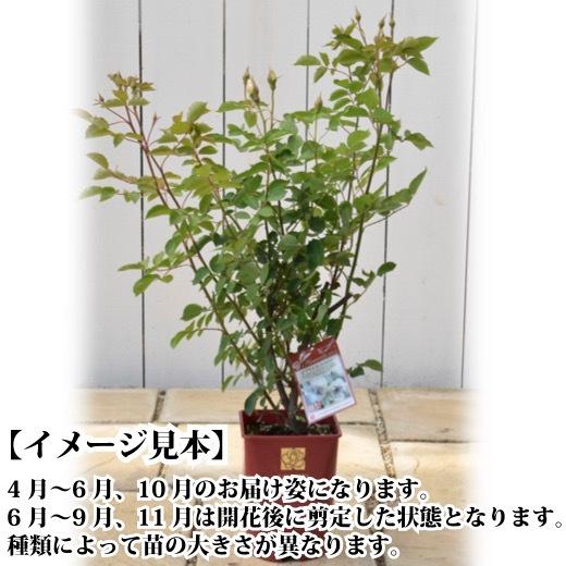 送料無料 爽 6号鉢 春開花株 鉢植え バラ 薔薇 河本バラ園 大苗 開花苗