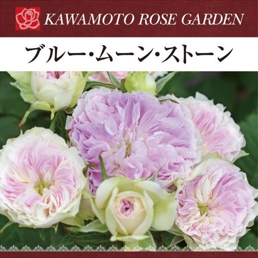 送料無料 ブルー ムーン ストーン 6号鉢 春開花株 鉢植え バラ 薔薇