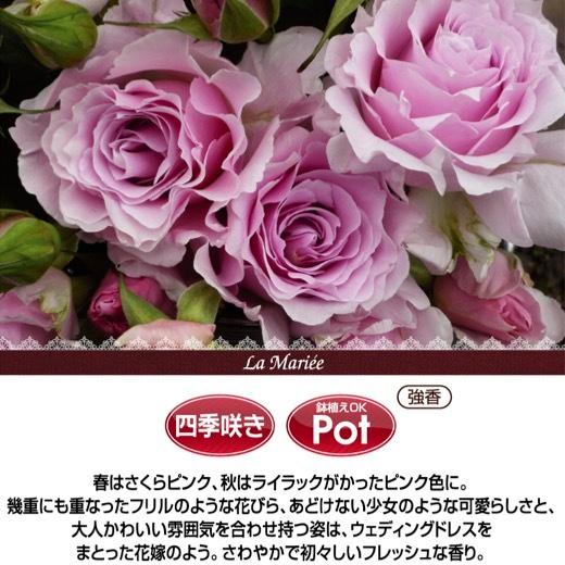 送料無料　ラ マリエ　新苗4号鉢　　鉢植え バラ 薔薇 河本バラ園 ローズ ラマリエ｜sakuranbo-honpo｜02