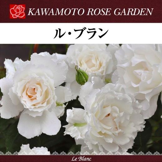 送料無料 ル ブラン 6号鉢 春開花株 鉢植え バラ 薔薇 河本バラ園 大苗