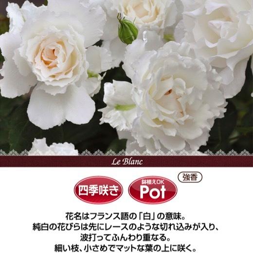バラ開花苗 送料無料 ル ブラン 6号鉢 春開花株 鉢植え バラ 薔薇 河本バラ園 大苗