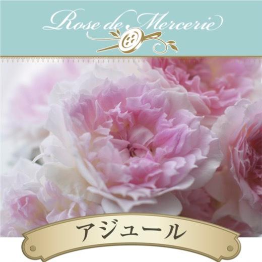 送料無料 アジュール6号鉢 秋大苗予約 鉢植え バラ 薔薇 河本バラ園