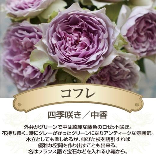 送料無料 コフレ 6号鉢 春開花株 鉢植え バラ 薔薇 河本バラ園 大苗