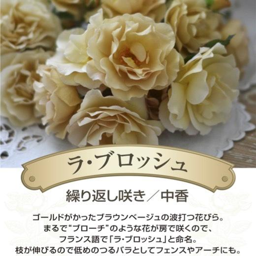 送料無料 ラ ブロッシュ 6号鉢 春開花株 鉢植え バラ 薔薇 河本バラ園