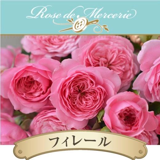 送料無料 フィレール 新苗4号鉢 鉢植え バラ 薔薇 河本バラ園 ローズ