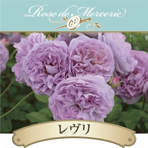 送料無料 レヴリ 新苗4号鉢 鉢植え バラ 薔薇 河本バラ園 ローズ ドゥ