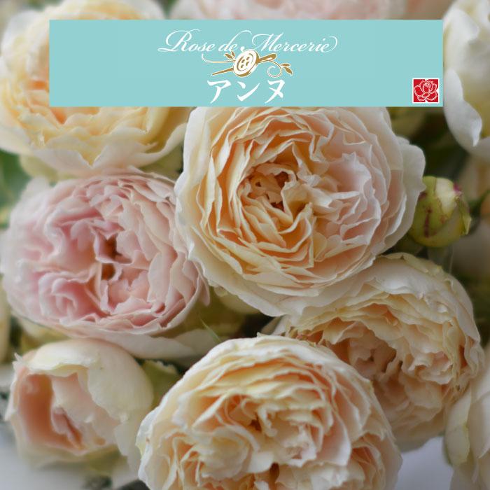 送料無料 アンヌ 6号鉢 春開花株 鉢植え バラ 薔薇 河本バラ園 大苗