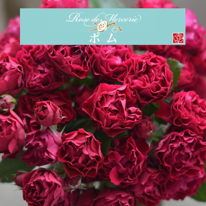 切り花　バラ苗　6号鉢 送料無料 ポム 新苗4号鉢 鉢植え バラ 薔薇 河本バラ園 ローズ ドゥ