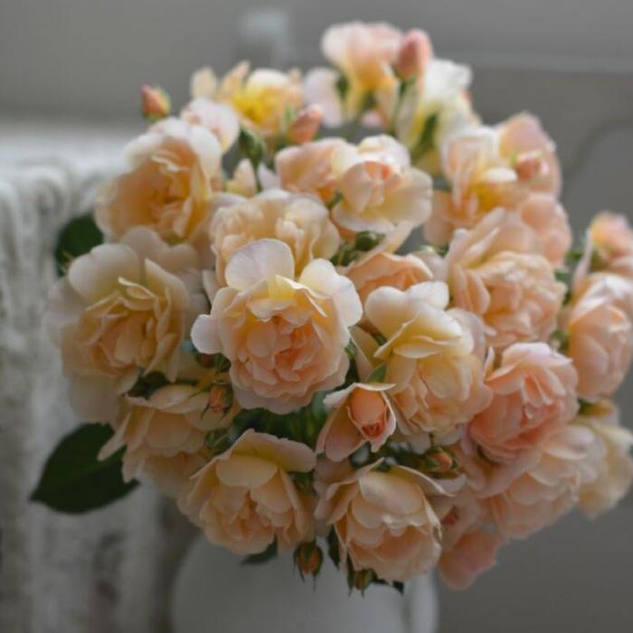 送料無料 ムニュエ 6号鉢 秋開花株 鉢植え バラ 薔薇 河本バラ園 大苗