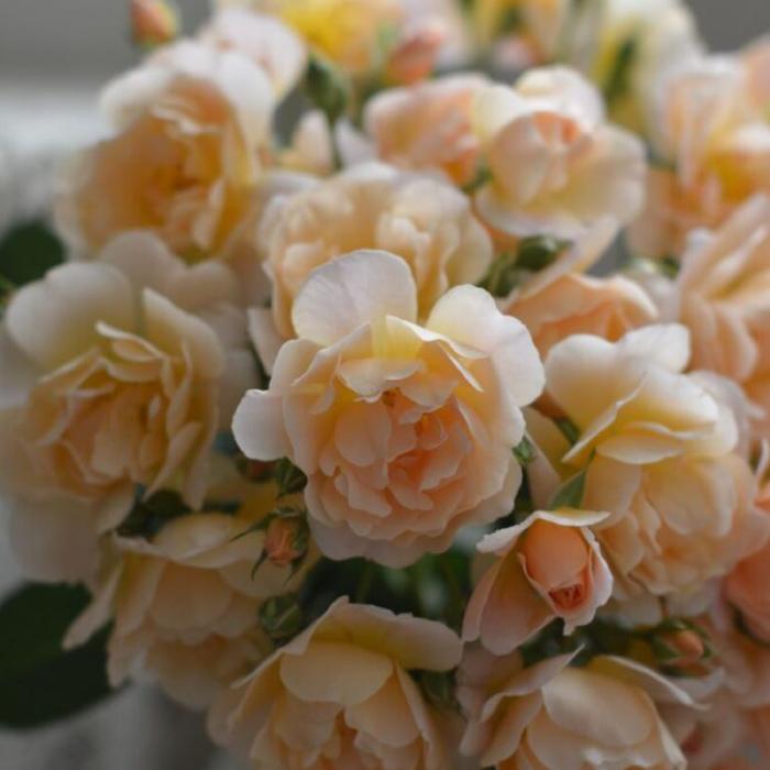 送料無料 ムニュエ 6号鉢 秋開花株 鉢植え バラ 薔薇 河本バラ園 大苗