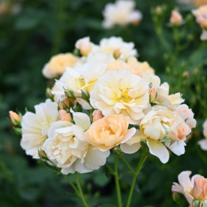 切花バラ開花苗 送料無料 ムニュエ 6号鉢 秋開花株 鉢植え バラ 薔薇 河本バラ園 大苗