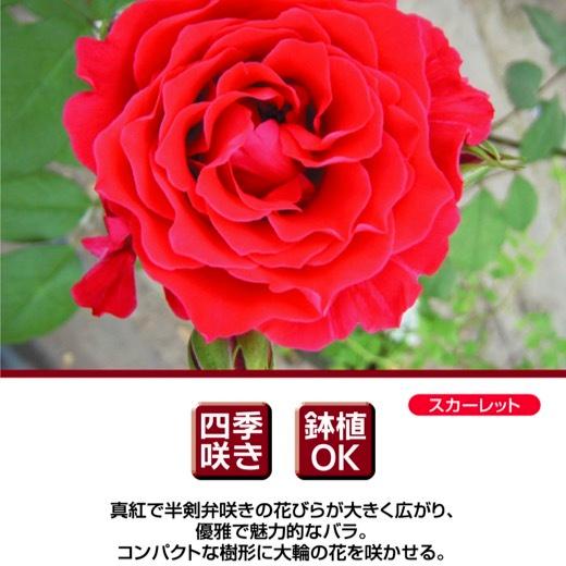 送料無料　ミカエル　6号鉢　春開花株　　鉢植え バラ 薔薇 河本バラ園 ヘブンシリーズ 大苗 開花苗｜sakuranbo-honpo｜02