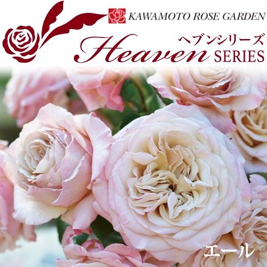 送料無料 エール 新苗4号鉢 鉢植え バラ 薔薇 河本バラ園 ローズ