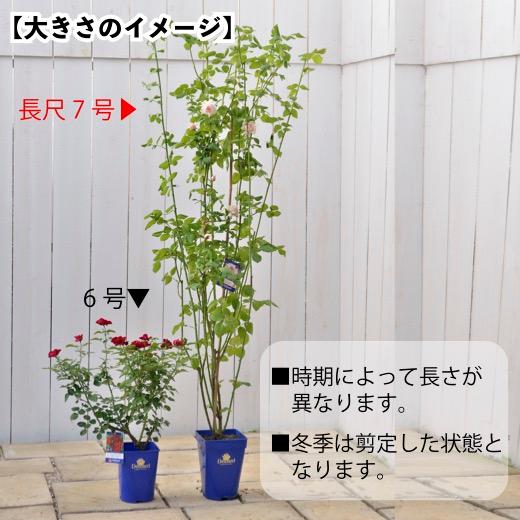 送料無料 ヴィオレット長尺7号 大苗 鉢植え バラ 薔薇 大苗 つるバラ
