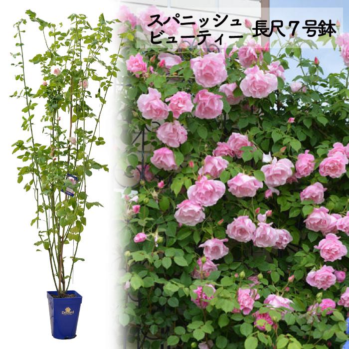送料無料 スパニッシュ ビューティー長尺7号 大苗 鉢植え バラ 薔薇