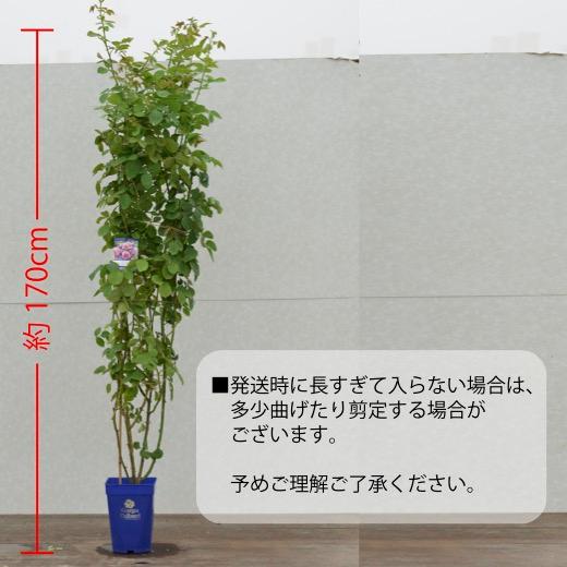 送料無料 スパニッシュ ビューティー長尺7号 大苗 鉢植え バラ 薔薇