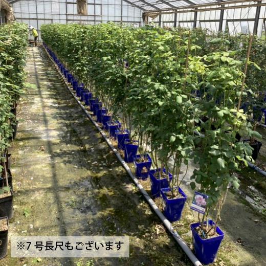 送料無料 ピエール ドゥ ロンサール長尺7号 大苗 鉢植え バラ 薔薇