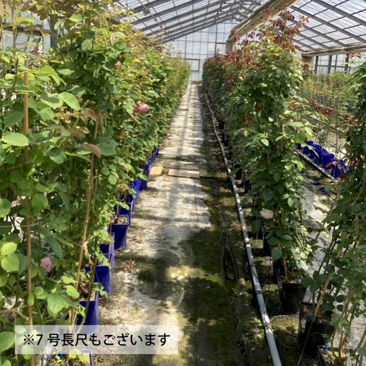 送料無料 ピエール ドゥ ロンサール長尺7号 大苗 鉢植え バラ 薔薇