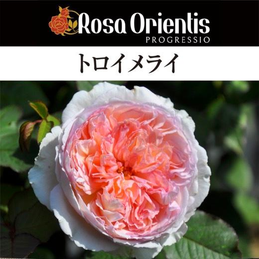 送料無料 トロイメライ6号鉢大苗予約 鉢植え バラ 薔薇 ロサ オリエン