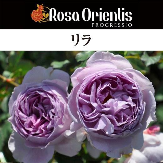 送料無料 リラ6号鉢大苗予約 鉢植え バラ 薔薇 ロサ オリエンティス