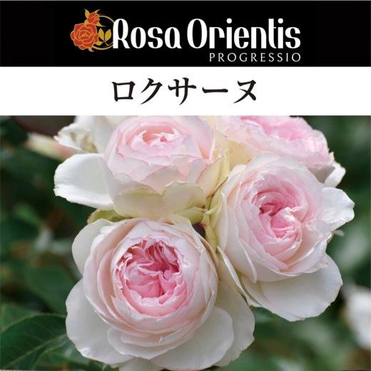 送料無料 ロクサーヌ6号鉢大苗予約 鉢植え バラ 薔薇 ロサ オリエン